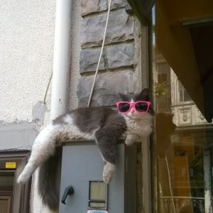 Questo gatto è un gran figo