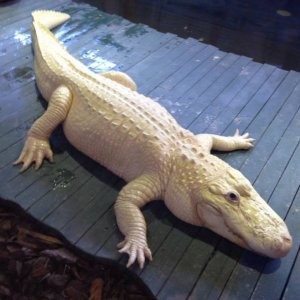 Raro alligatore albino