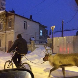 Renna da passeggio