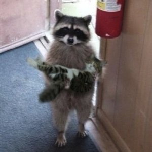 Scusa, è tuo questo gatto?