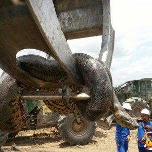 Serpente gigante in Brasile