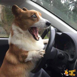Sto guidando, sto guidando!