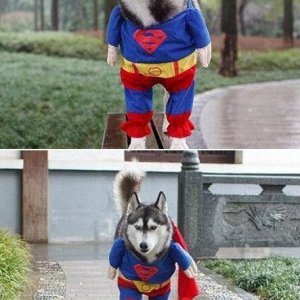 Superdog