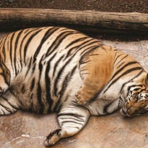 Tigre obesa