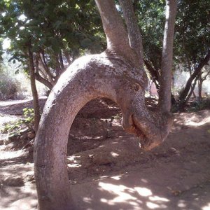 Un albero a forma di drago