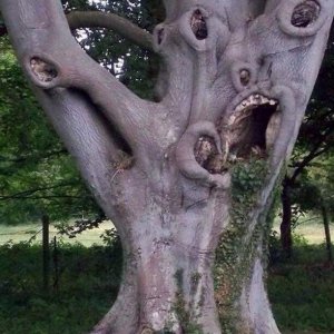 Un albero inquietante