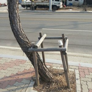 Un albero ribelle