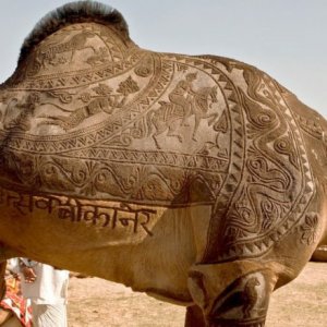 Un cammello decorato