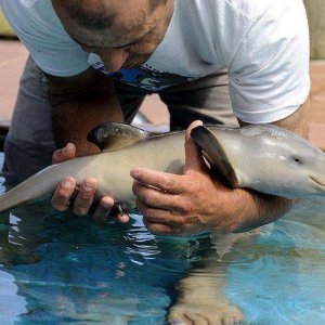 Un delfino appena nato