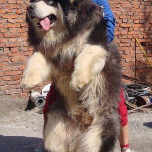 Un fantastico cane tibetano