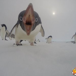 Un pinguino un po' aggressivo