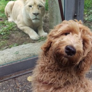 Un selfie col gattone