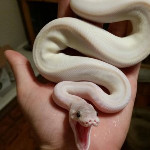 Un serpente che sbadiglia