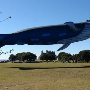 Una balena volante