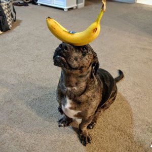Una banana in equilibrio