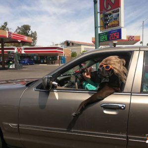 Una bella pupa in auto