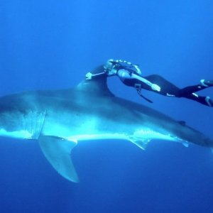 Una carezzina allo squalo