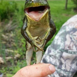 Una rana molto fotogenica