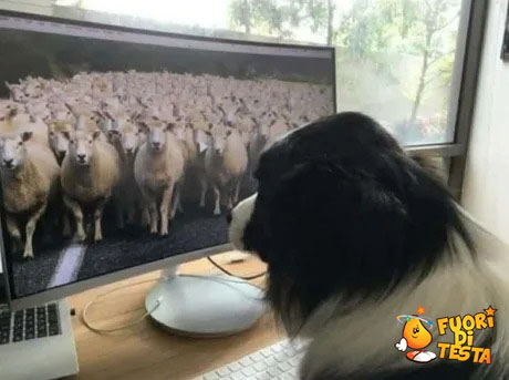Cane pastore lavora da casa
