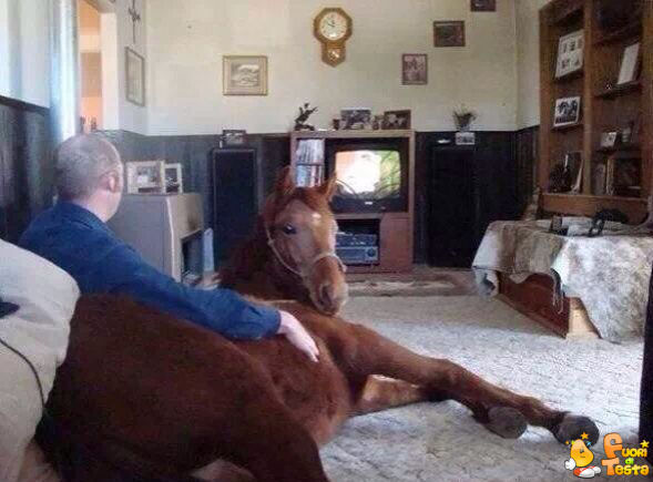 Cavallo domestico in salotto