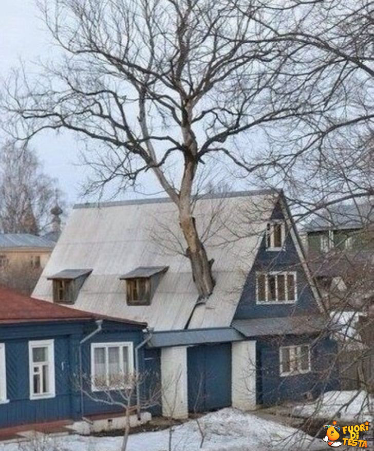 Condividere la casa con un albero