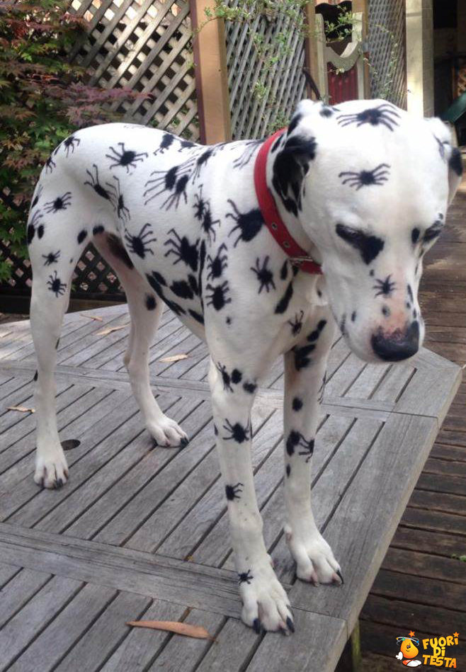 Costume di Halloween per dalmata