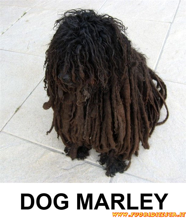 Dog Marley