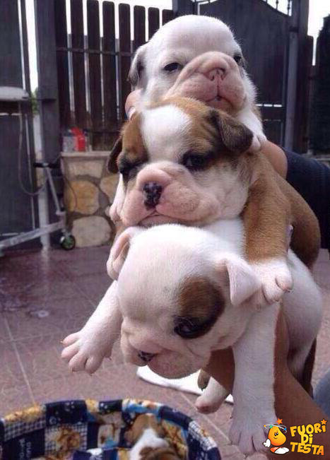 Ecco un bulldog sandwich