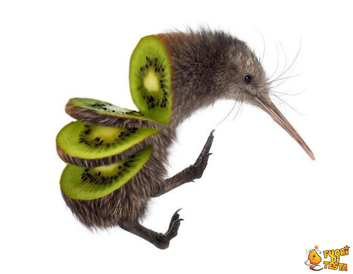 Fermiamo lo sterminio dei kiwi!