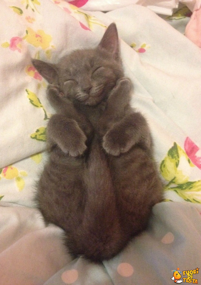 Gatto dorme in posizione yoga
