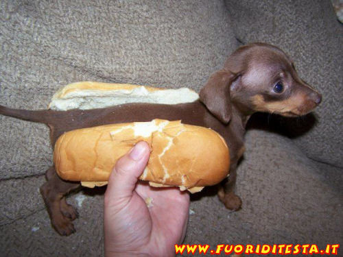 Hot Dog