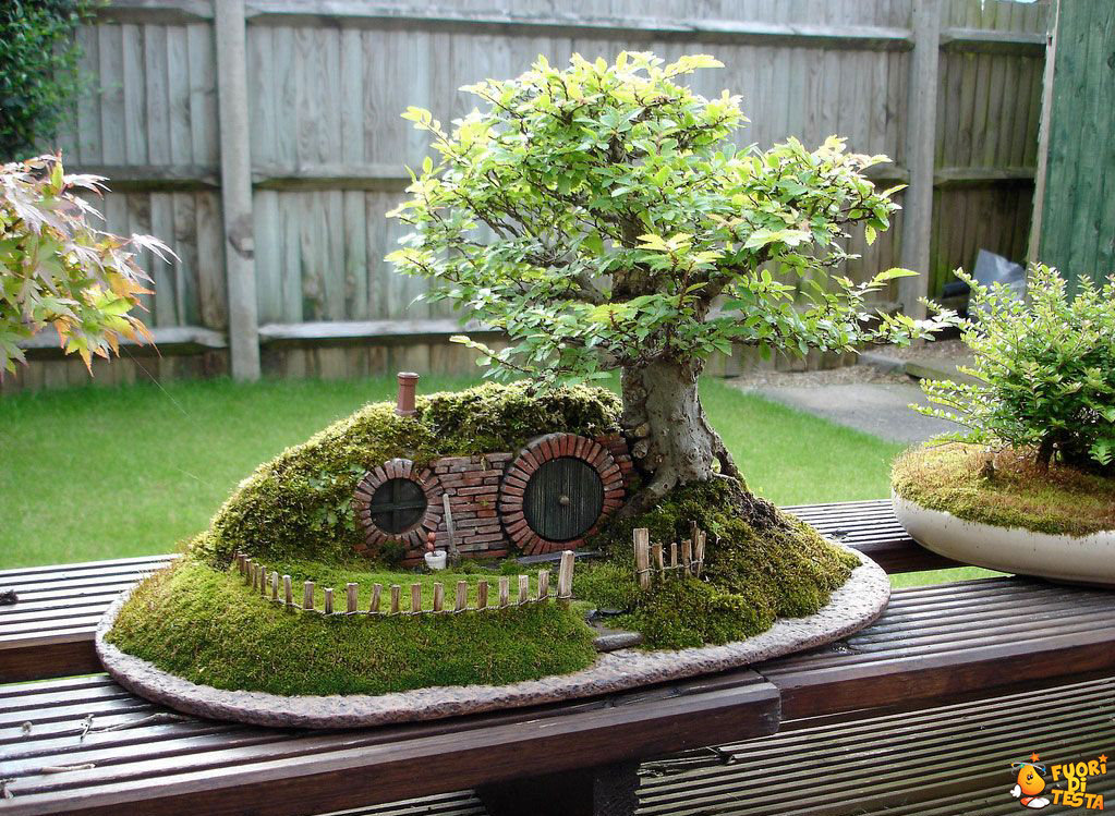 Il bonsai hobbit