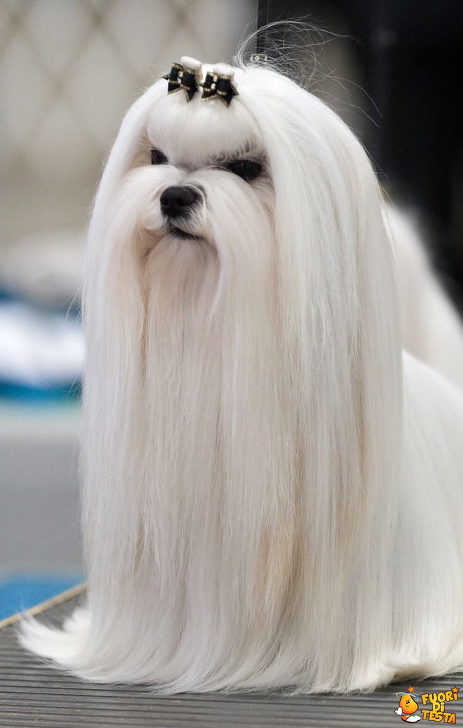 Il cane Saruman