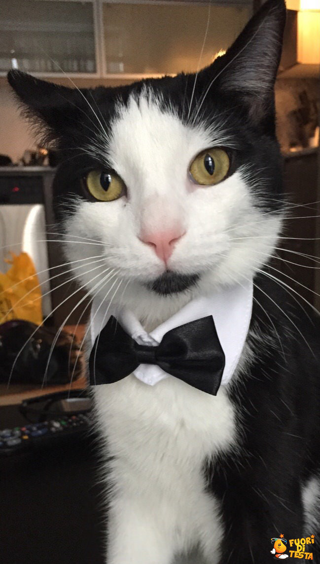 Il gatto più elegante al mondo