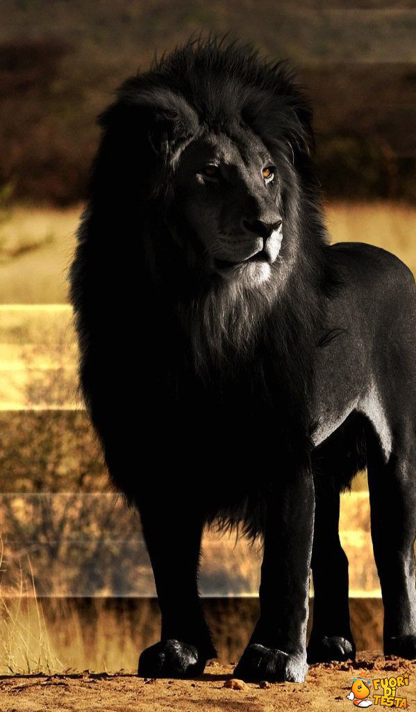 Il leone nero
