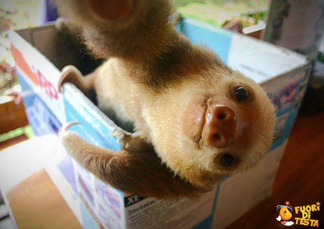 Il selfie di un bradipo