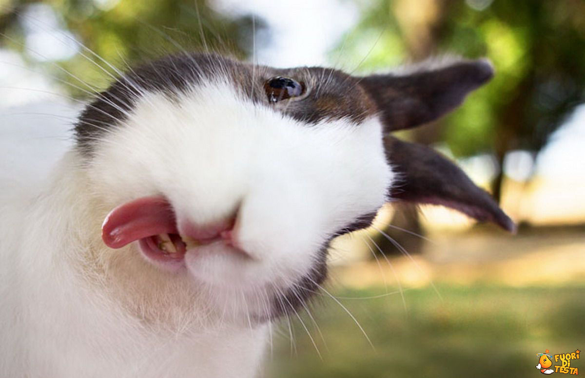 Il selfie di un coniglio