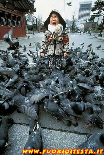 Invasione di piccioni