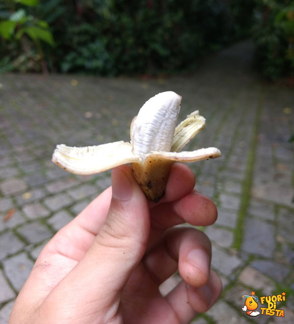 La banana più piccola al mondo