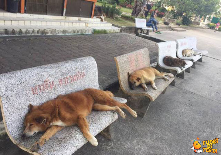 Le panchine servono anche a questo