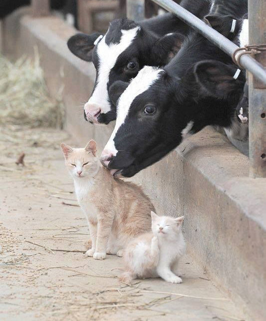 Mucca e gatto, best friends