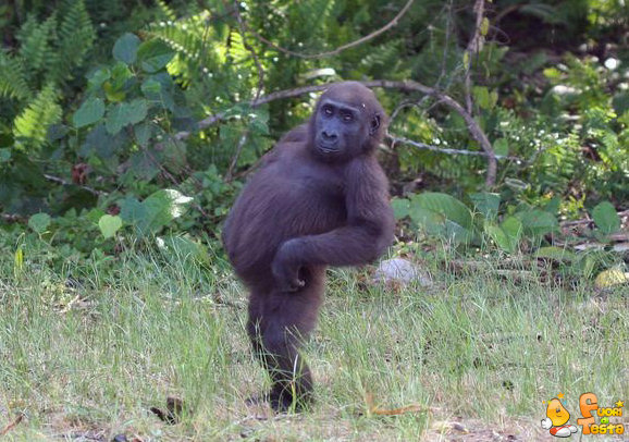 Non sono un gran figo?