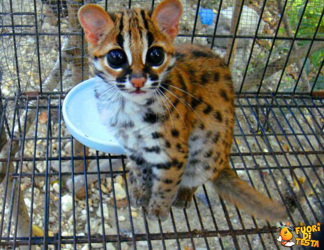 Ocelot dagli occhi dolci