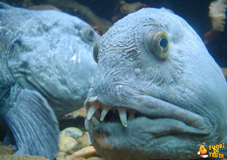 Pesce dal sorriso smagliante