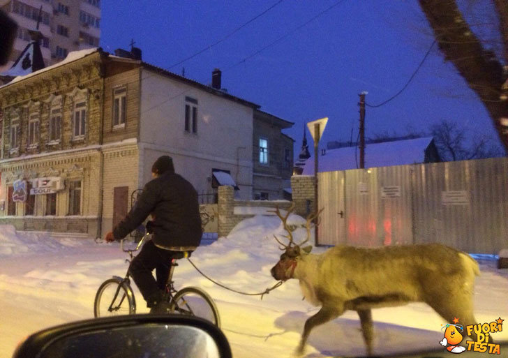 Renna da passeggio