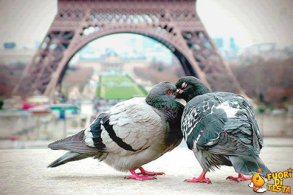 Romanticismo tra piccioni