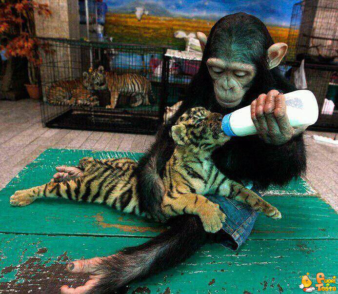 Scimpanzè allatta una tigre