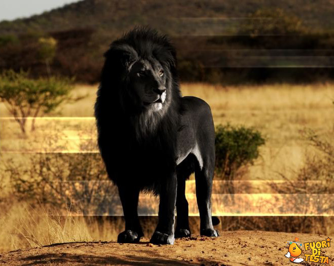 Un fantastico leone nero