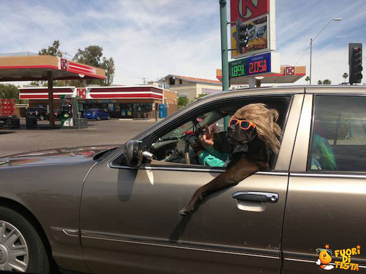 Una bella pupa in auto