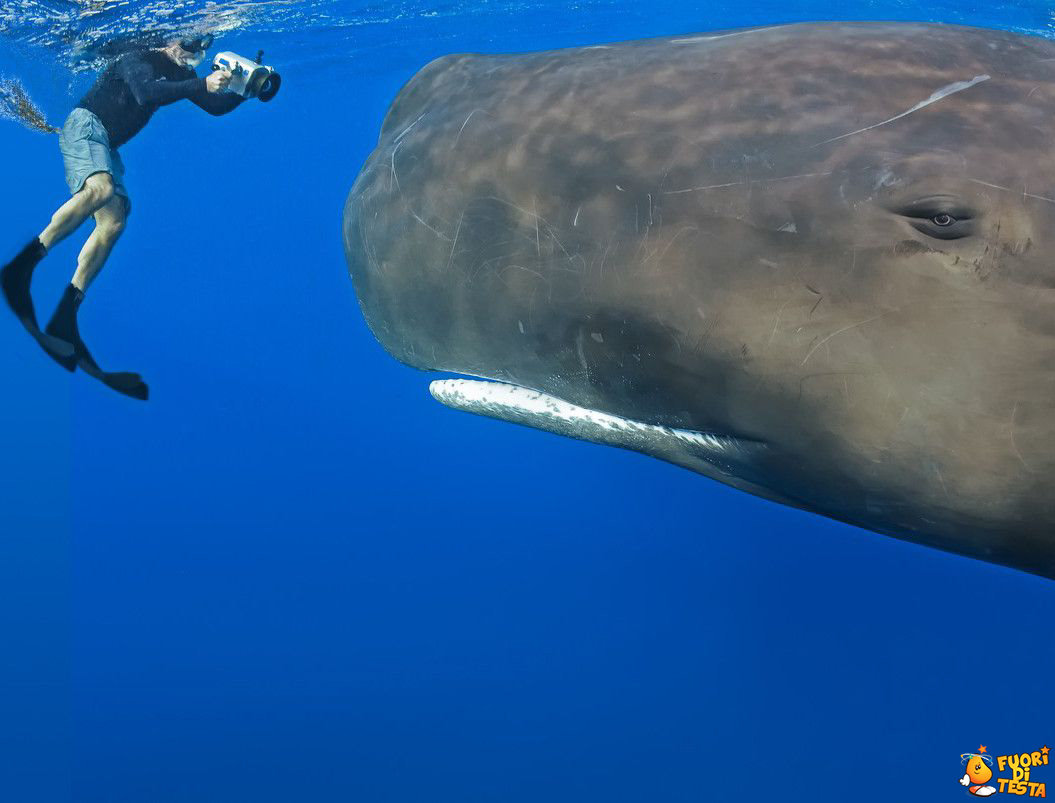 Una foto alla balena